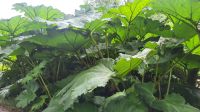 023 – Edinburgh, Botanischer Garten, Mammutblatt &ndash; &copy; Vivien Fiedler (Eberhardt TRAVEL)