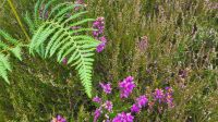 095 – Glenfinnan &ndash; &copy; Vivien Fiedler (Eberhardt TRAVEL)