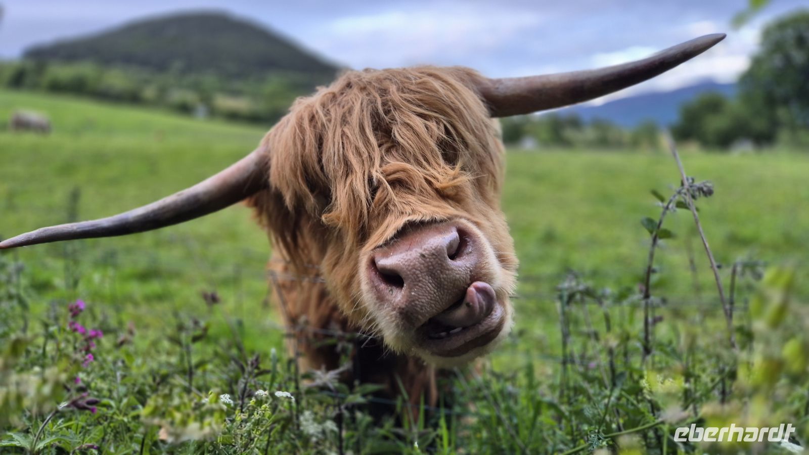 Highland Kuh &ndash; &copy; Sinah Witzig (Eberhardt TRAVEL)