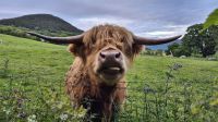 Highland Kuh &ndash; &copy; Sinah Witzig (Eberhardt TRAVEL)