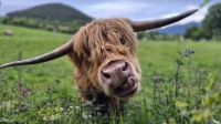 Highland Kuh &ndash; &copy; Sinah Witzig (Eberhardt TRAVEL)