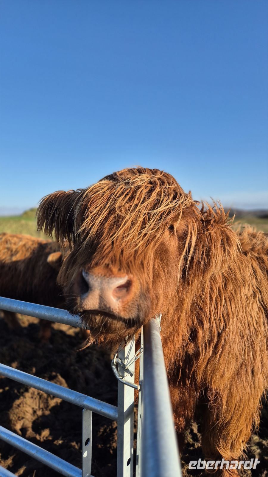 Airyolland Farm &ndash; &copy; Sinah Witzig (Eberhardt TRAVEL)