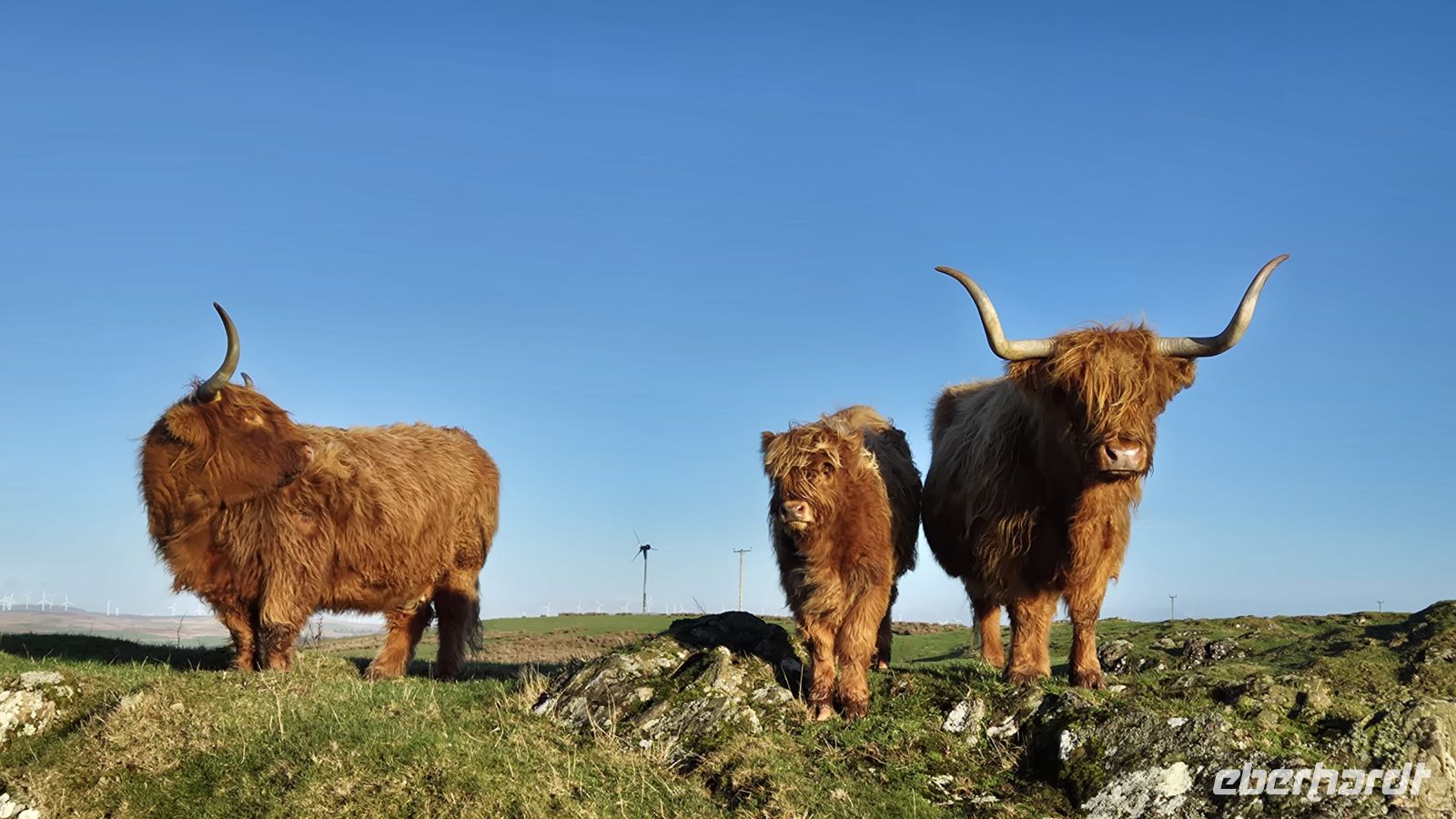 Airyolland Farm &ndash; &copy; Sinah Witzig (Eberhardt TRAVEL)