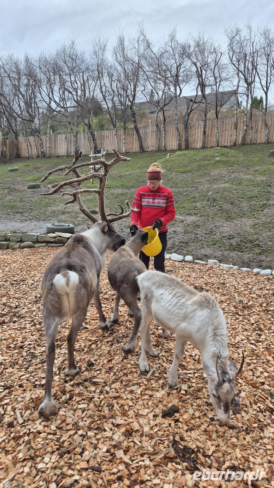 Cairngorms Reindeer Centre &ndash; &copy; Sinah Witzig (Eberhardt TRAVEL)