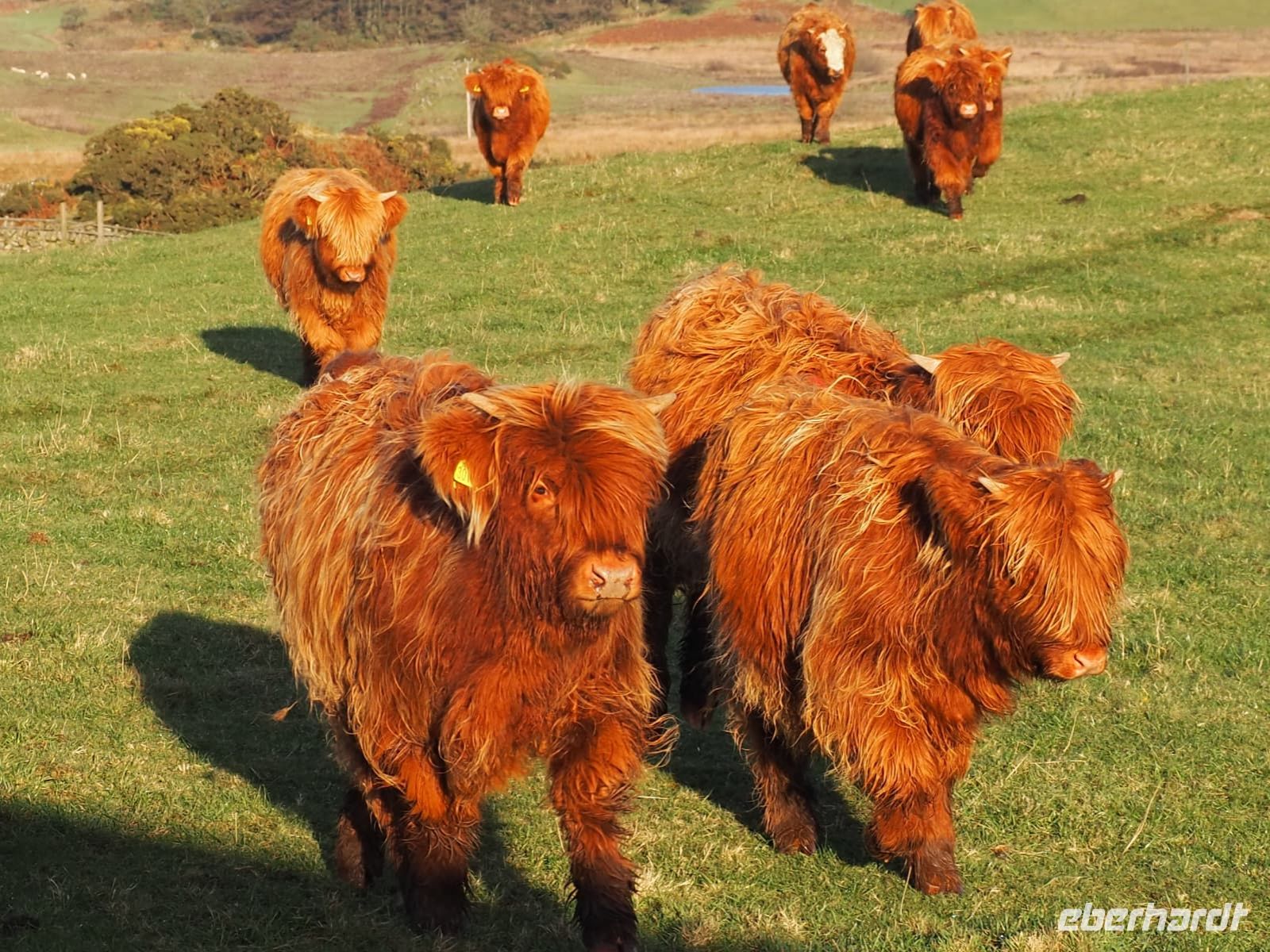 Airyolland Farm &ndash; &copy; Sinah Witzig (Eberhardt TRAVEL)