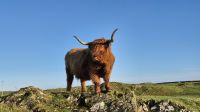 Airyolland Farm &ndash; &copy; Sinah Witzig (Eberhardt TRAVEL)