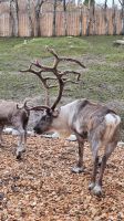 Cairngorms Reindeer Centre &ndash; &copy; Sinah Witzig (Eberhardt TRAVEL)