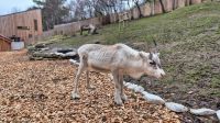 Cairngorms Reindeer Centre &ndash; &copy; Sinah Witzig (Eberhardt TRAVEL)