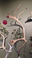 Cairngorms Reindeer Centre &ndash; &copy; Sinah Witzig (Eberhardt TRAVEL)