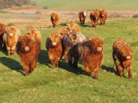 Airyolland Farm &ndash; &copy; Sinah Witzig (Eberhardt TRAVEL)