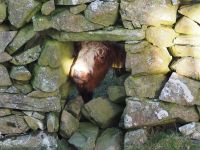 Airyolland Farm &ndash; &copy; Sinah Witzig (Eberhardt TRAVEL)