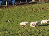 Airyolland Farm &ndash; &copy; Sinah Witzig (Eberhardt TRAVEL)