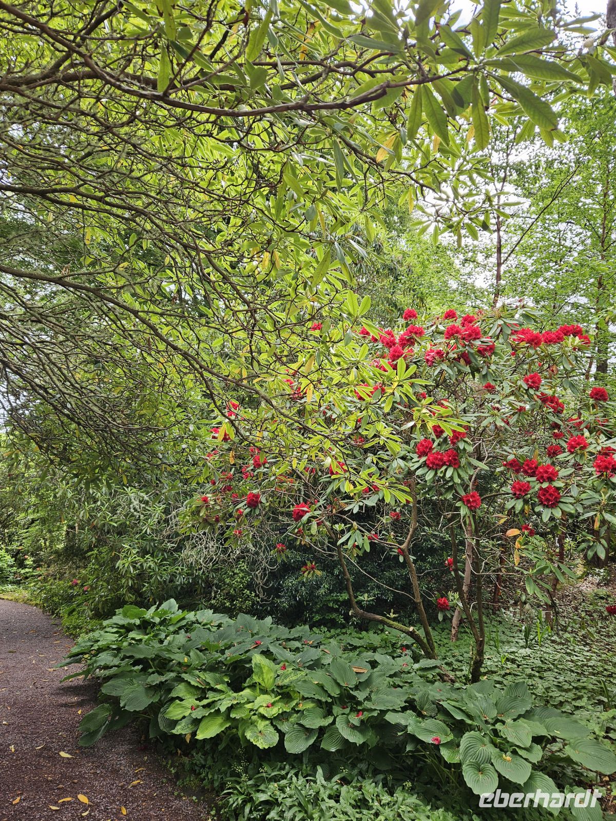 Inverewe Garden &ndash; &copy; Kathrin Becker (Eberhardt TRAVEL)