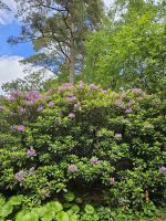 Inverewe Garden &ndash; &copy; Kathrin Becker (Eberhardt TRAVEL)