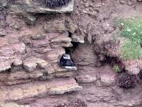 6. Tag: Inverness bis Kirkwall – Wanderung zu den Stacks of Duncansby – Papageientaucher &ndash; &copy; Andreas Wolfsteller (Eberhardt TRAVEL)