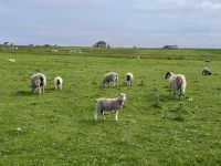 6. Tag: Inverness bis Kirkwall – Wanderung zu den Stacks of Duncansby &ndash; &copy; Andreas Wolfsteller (Eberhardt TRAVEL)