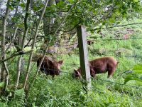 9. Tag: Inverness bis Edinburgh – Wanderung zu den Birks of Aberfeldy &ndash; &copy; Andreas Wolfsteller (Eberhardt TRAVEL)