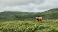 Highland Rinder