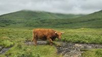 Highland Rinder &ndash; &copy; Sinah Witzig (Eberhardt TRAVEL)