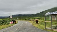 Highland Rinder &ndash; &copy; Sinah Witzig (Eberhardt TRAVEL)