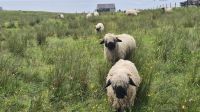 Skye Museum of Island Life &ndash; &copy; Sinah Witzig (Eberhardt TRAVEL)