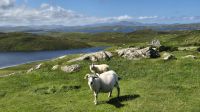Carloway Broch &ndash; &copy; Sinah Witzig (Eberhardt TRAVEL)