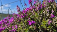 Die Heide blüht &ndash; &copy; Sinah Witzig (Eberhardt TRAVEL)