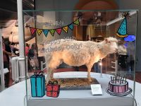 Edinburgh Klonschaf Dolly im National Museum of Scotland &ndash; &copy; Heike Jack (Eberhardt TRAVEL)