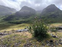Nationalblume Distel an den Three Sisters &ndash; &copy; Heike Jack (Eberhardt TRAVEL)