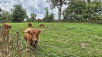 Highland Rinder &ndash; &copy; Sinah Witzig (Eberhardt TRAVEL)