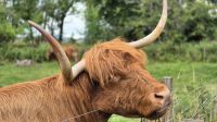 Highland Rinder &ndash; &copy; Sinah Witzig (Eberhardt TRAVEL)