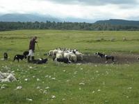 Schaffarm Kincraig &ndash; &copy; Constanze Hölig (Eberhardt TRAVEL)