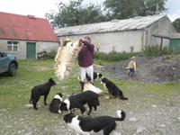 Schaffarm Kincraig &ndash; &copy; Constanze Hölig (Eberhardt TRAVEL)