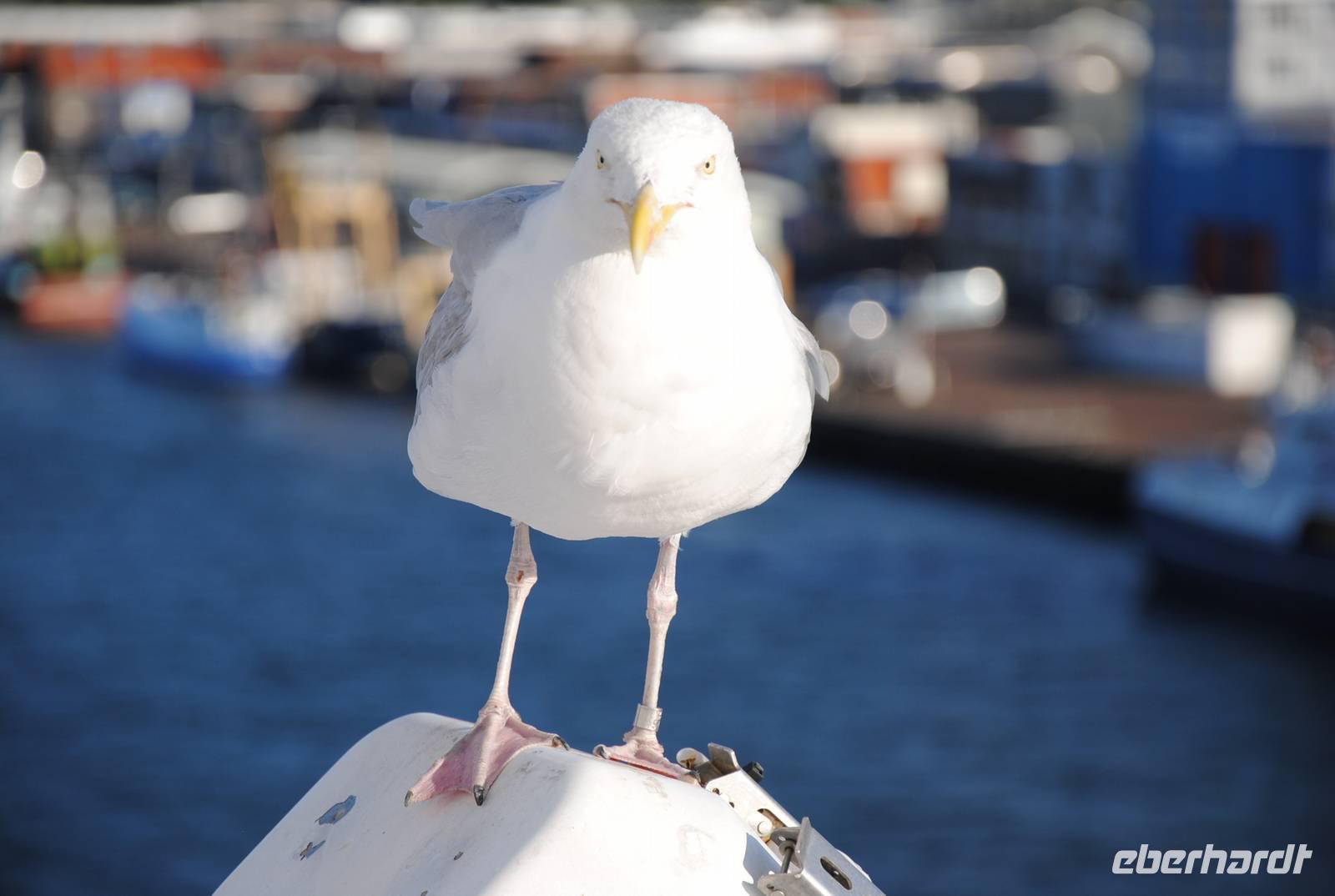 Blinder Passagier  auf der MS Princess Seaways &ndash; &copy; Philipp Schmitz (Eberhardt TRAVEL)