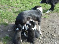 Junge Schäfercollies &ndash; &copy; Grit Wendelberger (Eberhardt TRAVEL)