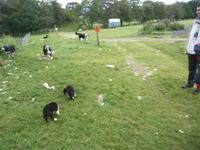 Beim Schäfer_Collies &ndash; &copy; Grit Wendelberger (Eberhardt TRAVEL)