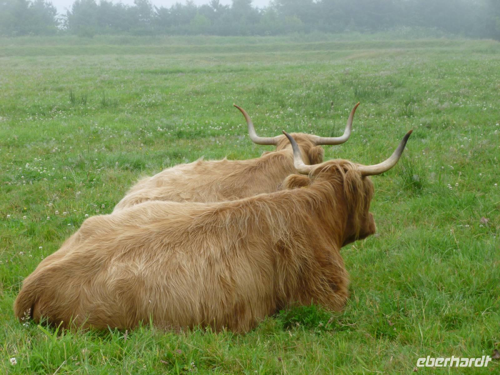 Culloden Galloway Paar &ndash; &copy; Grit Wendelberger (Eberhardt TRAVEL)