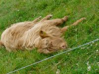 Culloden Galloway Jungtier &ndash; &copy; Grit Wendelberger (Eberhardt TRAVEL)