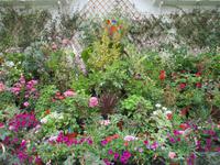 Blumenpracht in Balmoral &ndash; &copy; Peter Rudolph (Eberhardt TRAVEL)