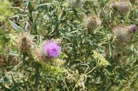 Thistle &ndash; &copy; Andreas Böcker (Eberhardt TRAVEL)