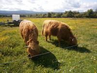 Highland  cows &ndash; &copy; Barbara Pflicke (Eberhardt TRAVEL)