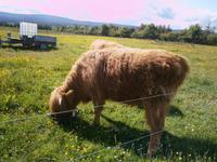 Highland  cows &ndash; &copy; Barbara Pflicke (Eberhardt TRAVEL)