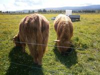 Highland  cows &ndash; &copy; Barbara Pflicke (Eberhardt TRAVEL)