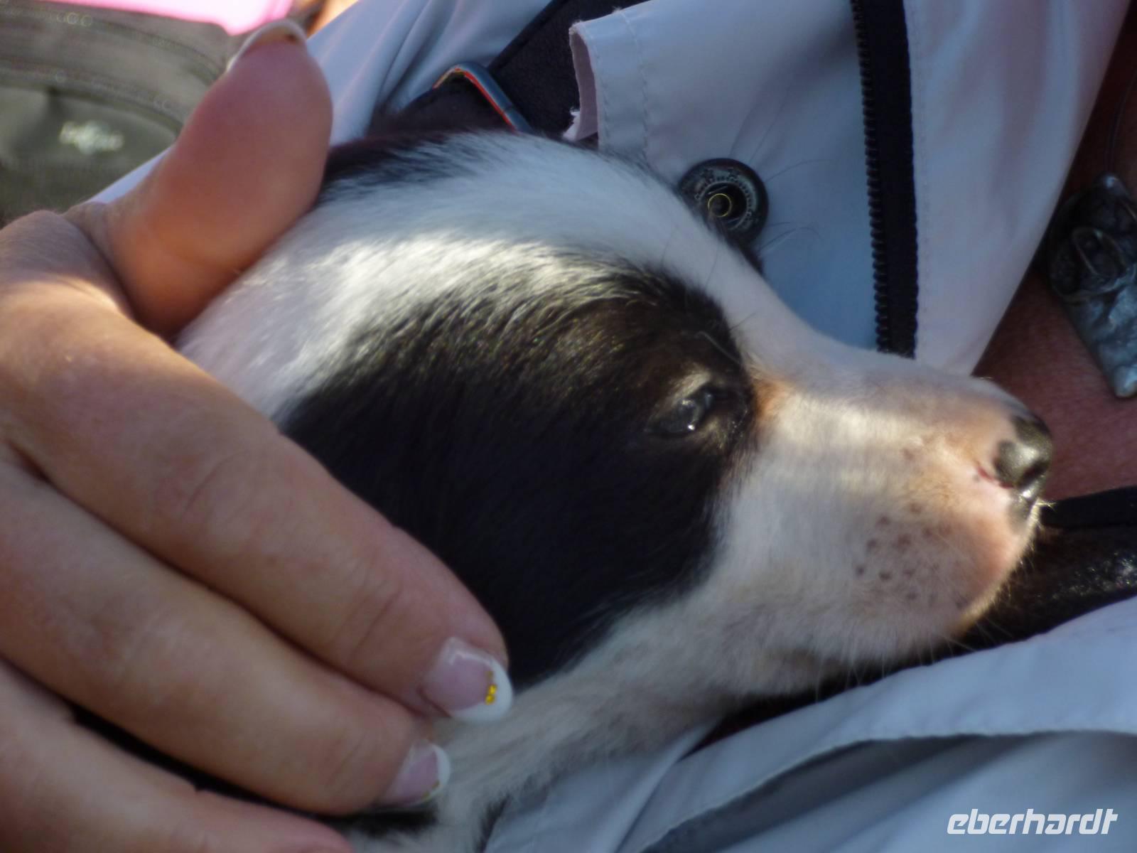 Schäferhundbaby &ndash; &copy; Grit Wendelberger (Eberhardt TRAVEL)