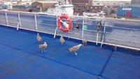 Möwen auf der Fähre von Ijmuiden nach newcastle