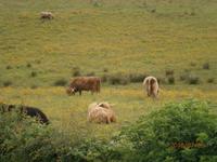 Hochland Rinder &ndash; &copy; Claudia Bernhardt (Eberhardt TRAVEL)