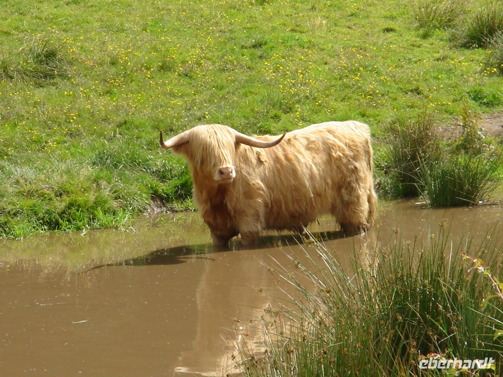 Longhorn in Stirling &ndash; &copy; Stefan Jahnke (Eberhardt TRAVEL)