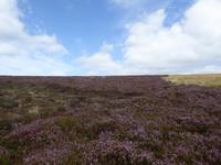 Schottland Impressionen &ndash; &copy; Sabine Letzybyll (Eberhardt TRAVEL)
