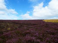 Schottland Impressionen &ndash; &copy; Sabine Letzybyll (Eberhardt TRAVEL)