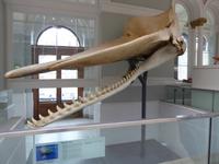 Schottisches Nationalmuseum - Walgebiss &ndash; &copy; Sabine Letzybyll (Eberhardt TRAVEL)
